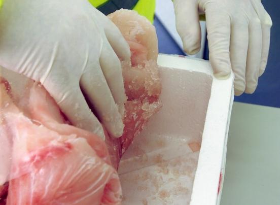 Cargaison de poisson