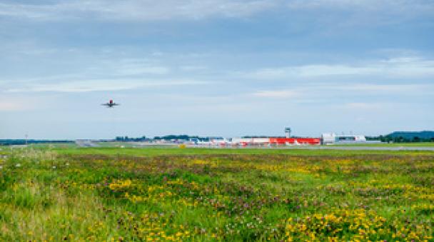 Un avion décolle et au premier plan, une prairie