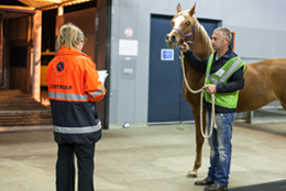 Image d'un cheval contrôlé par l'Afsca dans le Poste de contrôle frontalier