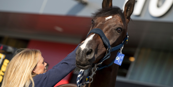 Un cheval avec son groom devant le horse-inn, l'hôtel pour chevaux de Liege Airport