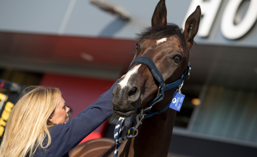 Un cheval avec son groom devant le horse-inn, l'hôtel pour chevaux de Liege Airport