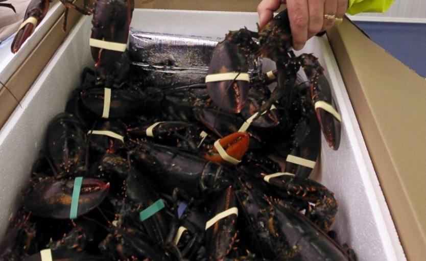 Contrôle de homards